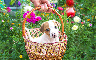 Dog in an Easter basket