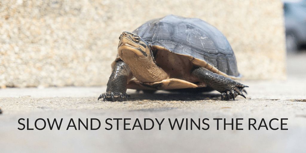 slow and steady wins the race tortoise no time for marketing